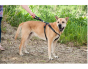 Karlie Bezpečnostní postroj do auta XS 25-41cm x 25mm