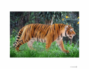 Schleich 14729 Tygr