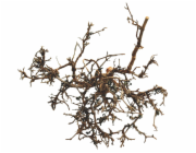 Lucky Reptile Desert Bushes Přírodní cca 25-40 cm