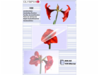 1x100 Olympia Lamin. folie DIN A5 125 micron           9177
