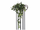 Pothos trs malý, 60 cm