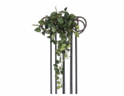 Pothos trs malý, 60 cm