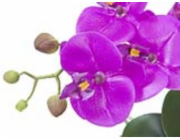 Orchidej fialová v dekoračním květináči, 45 cm