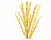 Větvička meliot, žlutá, 100 cm