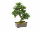 Bonsai v truhlíku