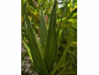 Aloe vera zelená, 50 cm