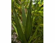 Aloe vera zelená, 50 cm