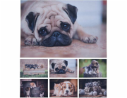 Rohožka čistící 58X38cm štěňata KO-GR1001000sten