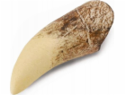 Collecta figurka TYRANNOSAURŮV ZUB V KRABIČCE - CollectA ...