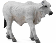 COLLECTA BRAHMAN TEL