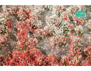 MiniNatur: Trs - Letní kvetoucí vegetace 1 (15x4 cm)