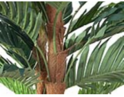 Kentia palma, 120 cm