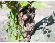 Vinná réva, 150 cm