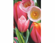 Cenná mini 3D karta Tulip (180178)