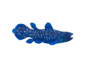 Mojo Latimérie podivná