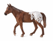 Mojo Appaloosa hřebec blanket