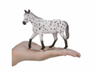 Mojo Appaloosa hřebec