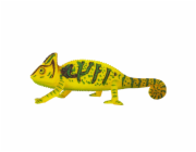 Mojo Chameleon