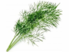 Véritable Lingot Kopr - BIO
