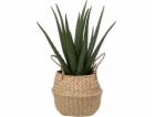 Atmosphera Umělá rostlina ALOE v košíku 37 cm