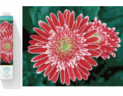DIAMOND DOTZ Diamantová výšivka Diamond Dotz Diamantová mozaika Gerbera růžová 58x48cm DQ10001