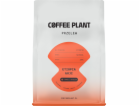 Coffee Plant Kávová rostlina Etiopie Guji 250g kávových zrn