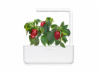 Smart Garden Červená paprika, sladká