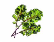 Smart Garden Kudrnatá kapusta