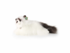 Rappa Plyšová kočka ragdoll ležící 35 cm ECO-FRIENDLY