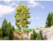 Noch Bříza dvoukmenná