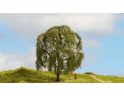 Noch Smuteční vrba