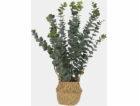Umělý eukalyptus v košíku, 50 cm
