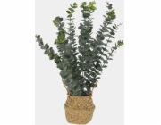 Umělý eukalyptus v košíku, 50 cm
