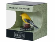 Mojo Stehlík americký v krabičce