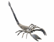 Halloween kostra štíra