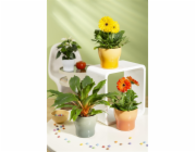 SCHEURICH Gelový hrnec 68201, keramický, oranžový