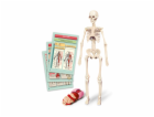 Vzdělávací hračka Clementoni The Human Body Mini-Set 50824