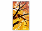 50" LED SHARP M502,3840x2160,24/7