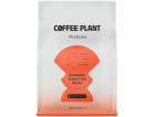 Coffee Plant Kávová rostlina - Honduras Sebastian Mejia H...