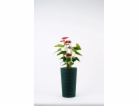 Bavlněný květináč Adoni Green s vložkou 22x36 cm – ručně ...