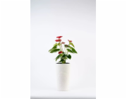Bílý bavlněný květináč Adoni s vložkou 22x36 cm – ručně vyrobený (adoni-ba-wht-36)