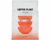 Coffee Plant Kávová rostlina Burundi Nemba 250g kávová zrna