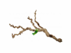 Lucky Reptile Grapevine Premium