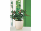 Sazeč Scheurich 920 O 14 cm krém