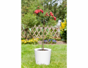 Kůl na rostlinu 150 cm x O 1,1 cm tmavě zelený