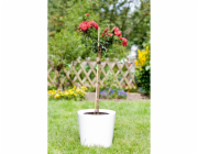Bambusová tyč 60 cm, průměr cca 0,5 cm