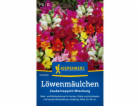 Kiepenkerl Snapdragon "Magic Carpet Mix" Antirrhinum majus
