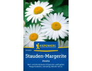 Kiepenkerl Trvalá sedmikráska "Alaska" Leucanthemum