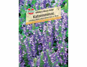 Sperli catnip "Blue Tomcat" Nepeta x faassenii
