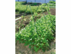 Trellis 150 cm zelená